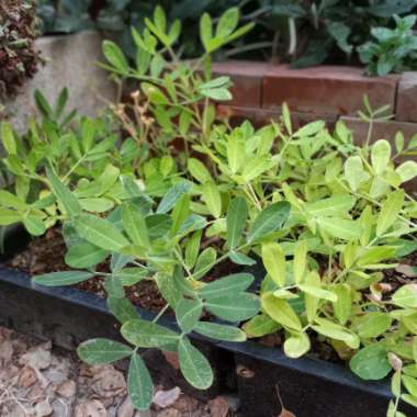 Arachis hypogaea