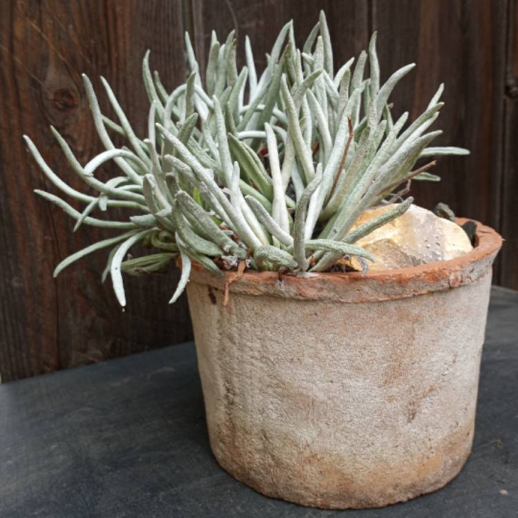plant image 1400978 plant image 1400978