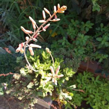 Aloe 'Juvenna'