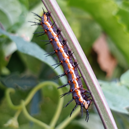 plant image 1405406