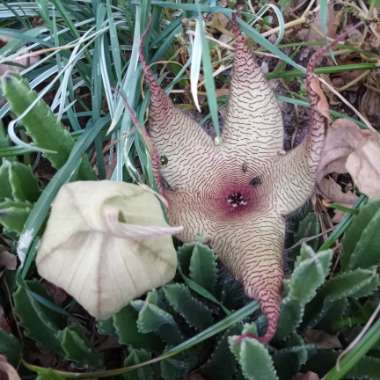 Stapelia gigantea