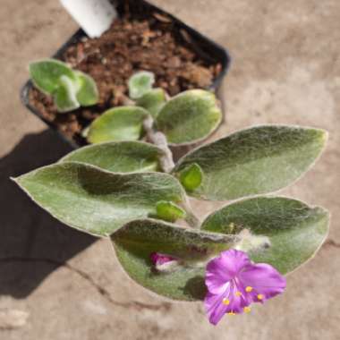 Tradescantia sillamontana