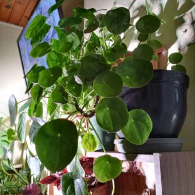 Pilea peperomioides