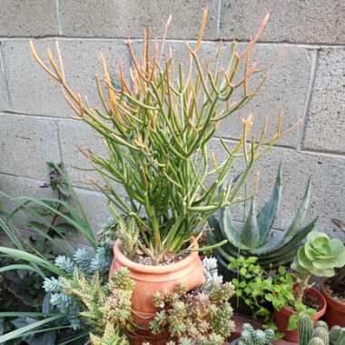 Euphorbia tirucalli 'Rosea'