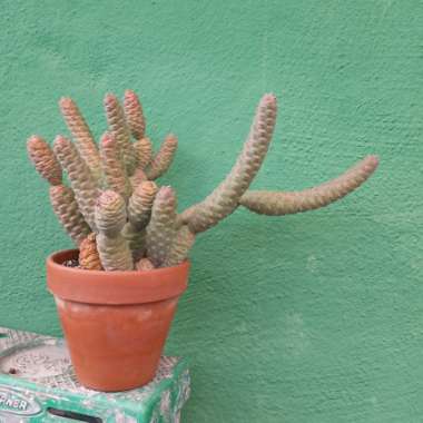 Tephrocactus articulatus 'Inermis' syn. Tephrocactus articulatus var. inermis