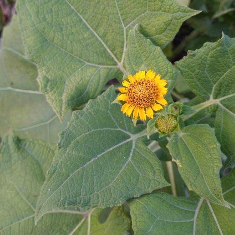 Plant image Smallanthus sonchifolius
