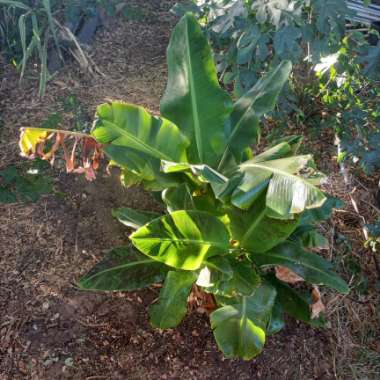 Musa acuminata 'Dwarf Cavendish'