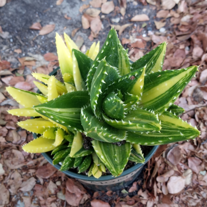 Plant image Aloe nobilis variegata