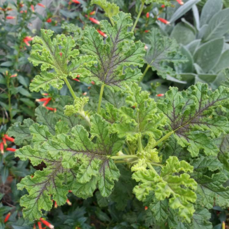 plant image 1504918