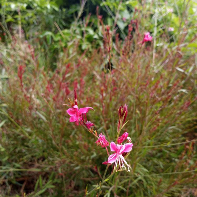 plant image 1515036 plant image 1515036