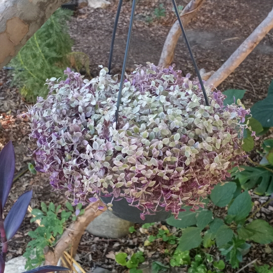 Plant image Callisia repens 'Pink Panther'