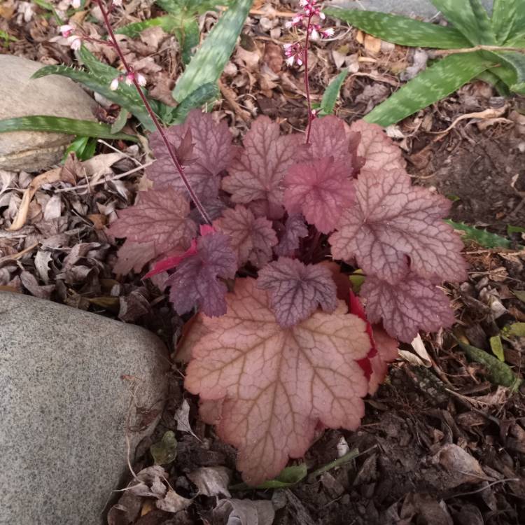 Plant image Heuchera 'Georgia Peach'