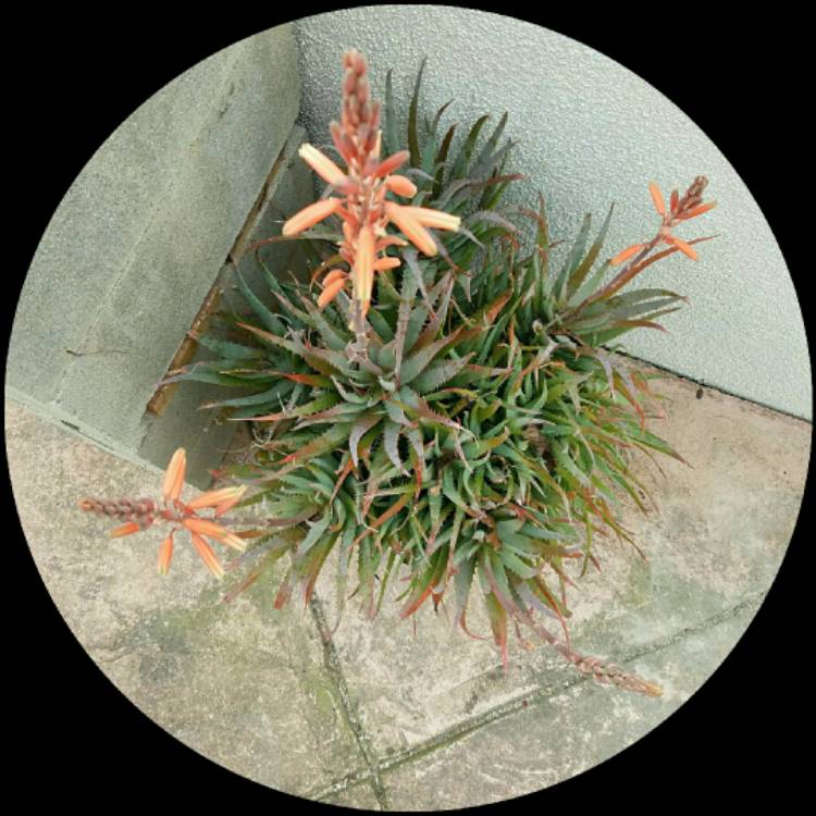 Plant image Aloe 'Blue Elf'