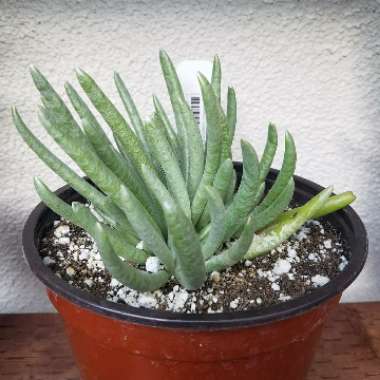 Senecio Scaposus