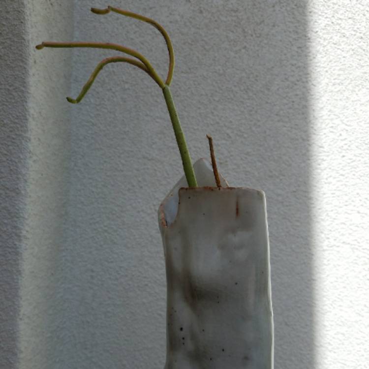 plant image 693121 plant image 693121