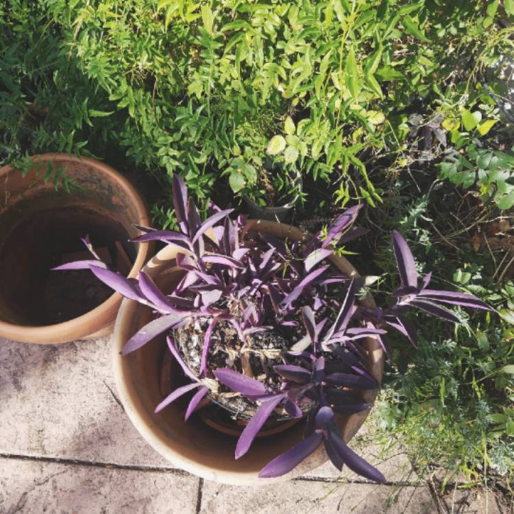 plant image 823779 plant image 823779