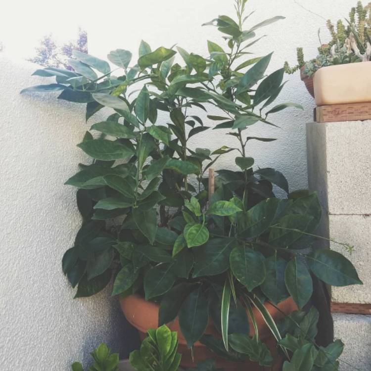 plant image 843574 plant image 843574
