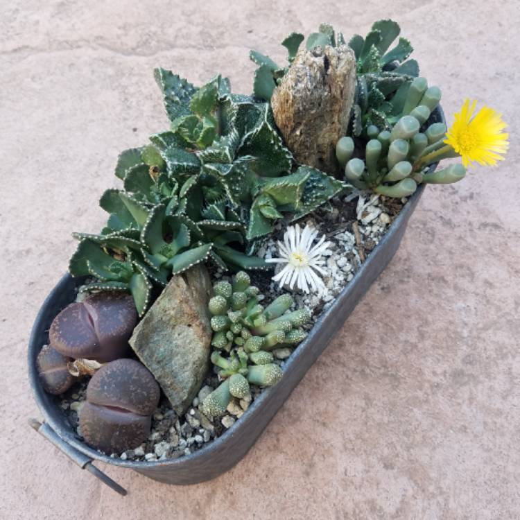 Plant image Fenestraria aurantiaca
