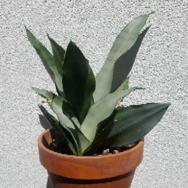 Sansevieria trifasciata 'Moonshine'