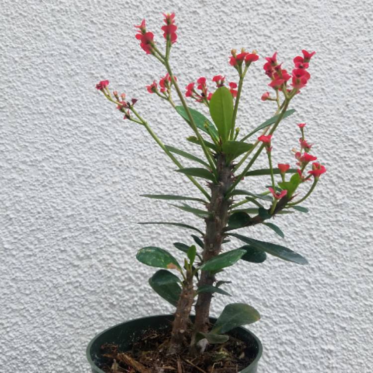 plant image 859799