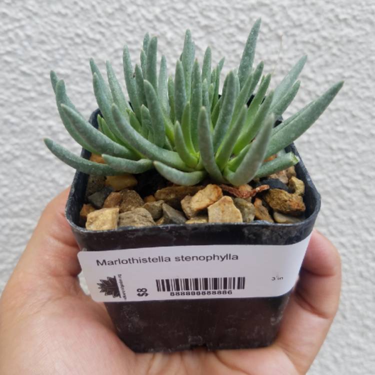 plant image 859800 plant image 859800