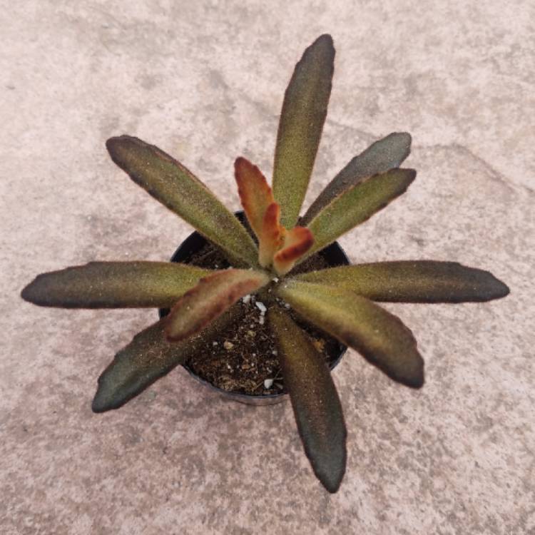 plant image 860563 plant image 860563