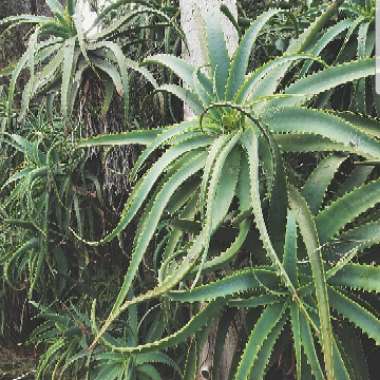 Aloe Arborescens