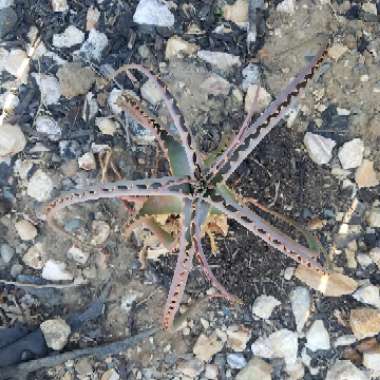 Aloe Arborescens