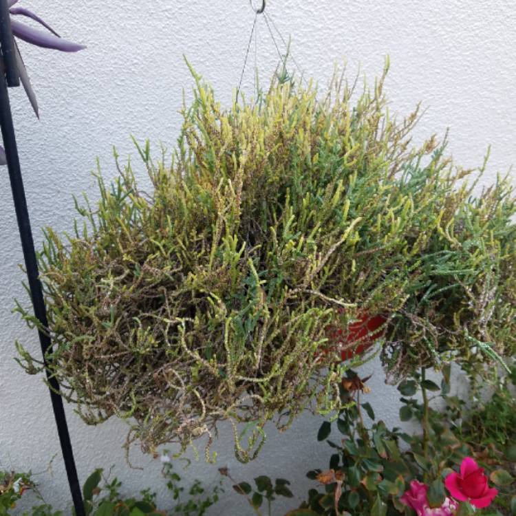 plant image 870249