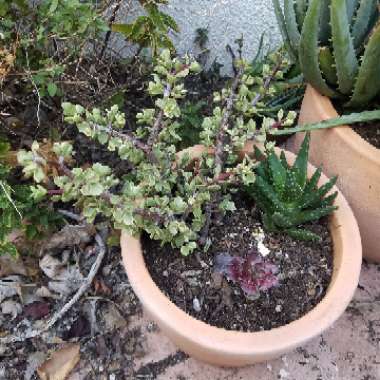 Portulacaria Afra Variegata