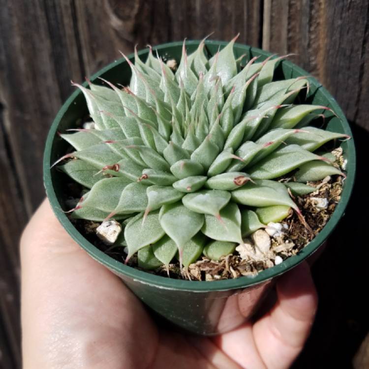 plant image 956735
