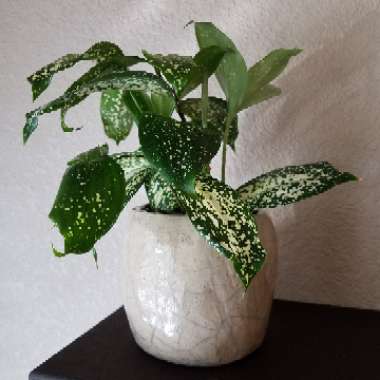 Dracaena godseffiana syn. D. surculosa 'Florida Beauty'