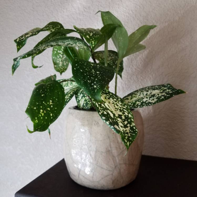 Plant image Dracaena godseffiana syn. D. surculosa 'Florida Beauty'