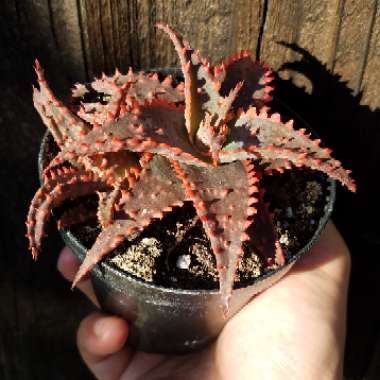 Aloe 'Christmas Sleigh'
