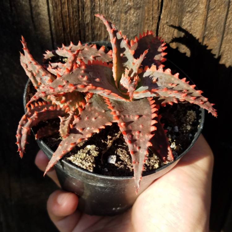 plant image 974056