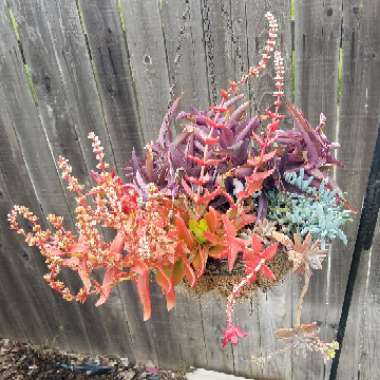 Crassula capitella 'Campfire'