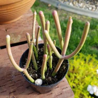 Euphorbia tirucalli 'Rosea'