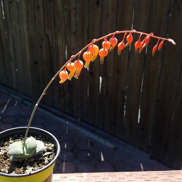 plant image 995930