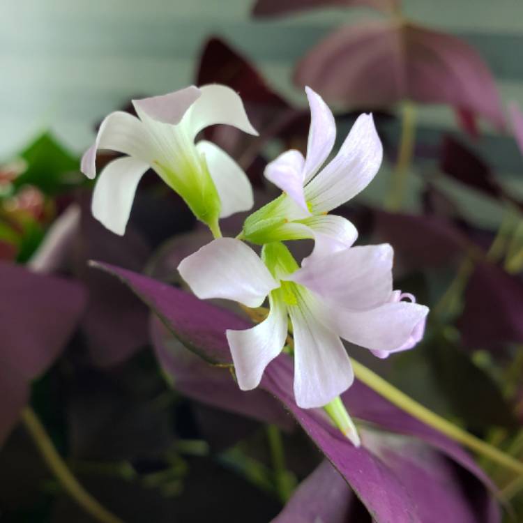 Plant image Oxalis 'Black Velvet'