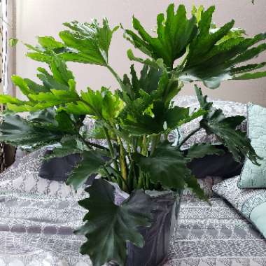 Thaumatophyllum bipinnatifidum 'Hope' syn. Philodendron bipinnatifidum 'Hope', Philodendron selloum 'Hope'