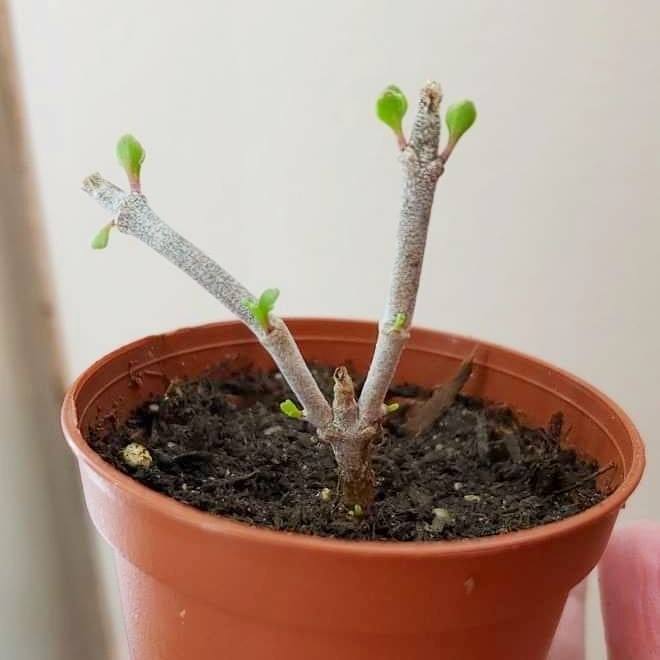 Plant image Kalanchoe Pumila