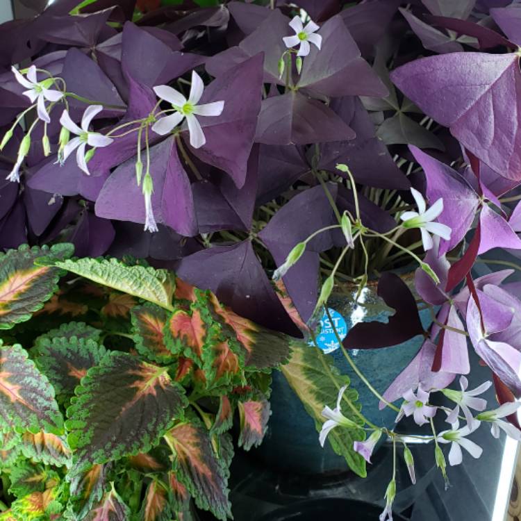 Plant image Oxalis 'Black Velvet'