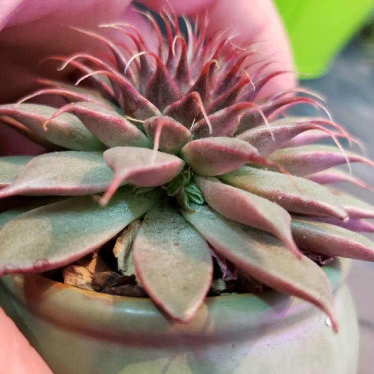 plant image 1067137 plant image 1067137