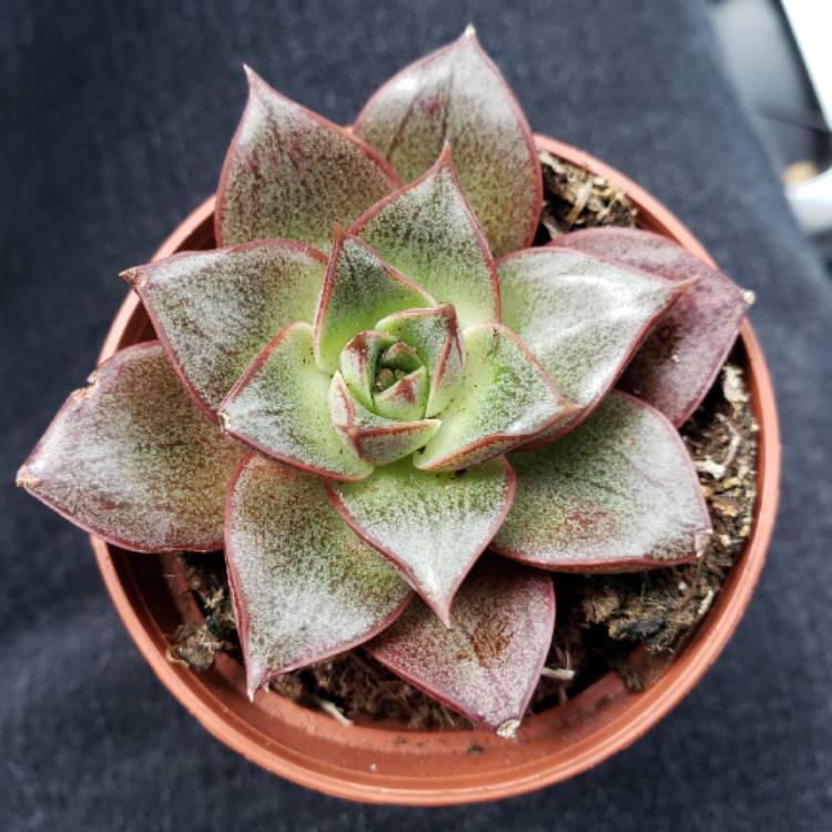 plant image 1151234