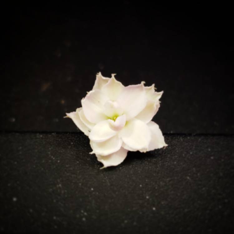 Plant image Kalanchoe blossfeldiana 'Calandiva White'