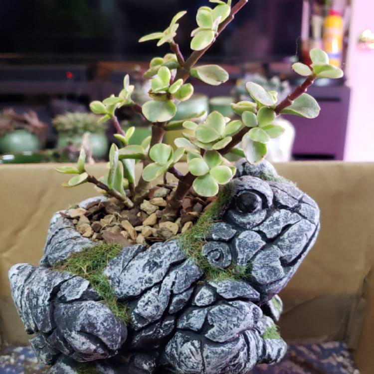 Plant image Portulacaria Afra 'Tricolour'.