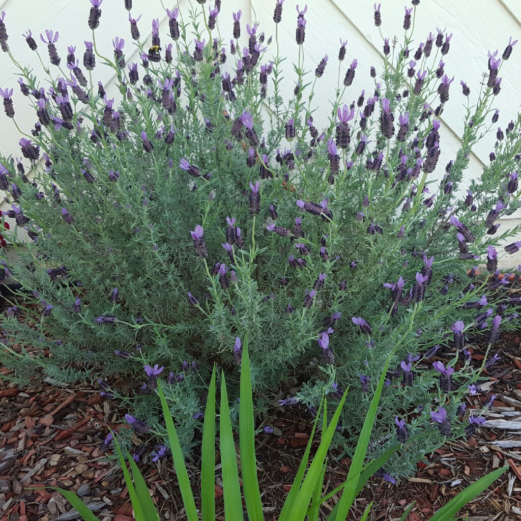 Plant image Lavandula stoechas 'Silver Anouk' (Anouk Series)
