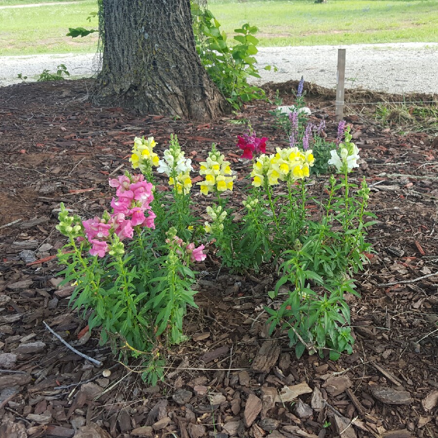 Plant image Antirrhinum majus 'Peaches And Cream'