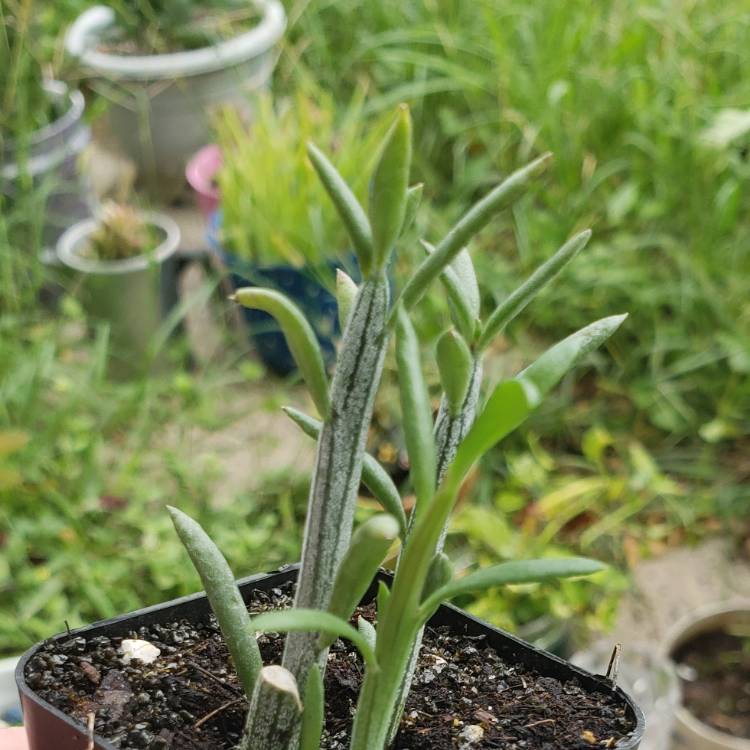 Plant image Senecio articulatus