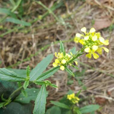 Sinapis arvensis